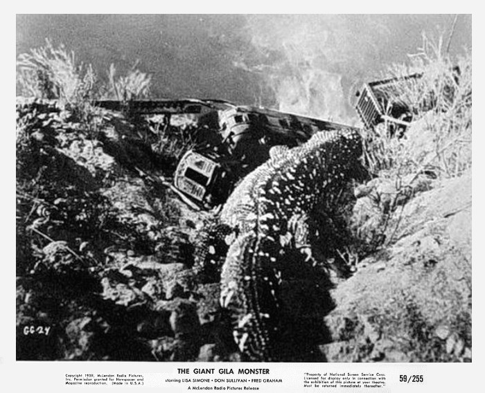 giant gila monster17