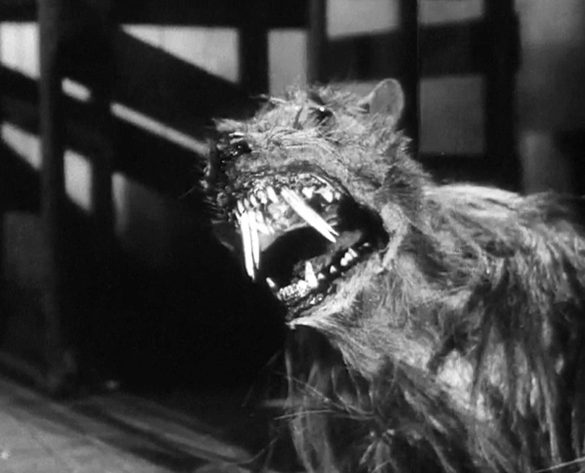killer shrews2