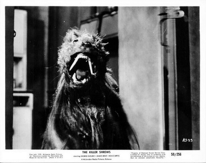 killer shrews23