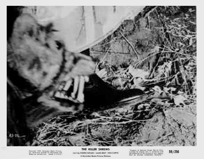 killer shrews31