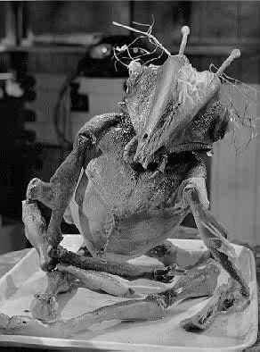 Quatermass and the Pit 82