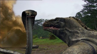 komodo-vs-cobra-2